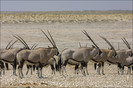 Oryxen in Ethosha National Park, Namibia