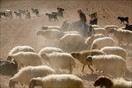 Bedouin sheperd, Jordan