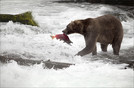 Grizzly bear fishing on salmon. Brook falls , Katmai National Park,  Photo: Marcel Scholing